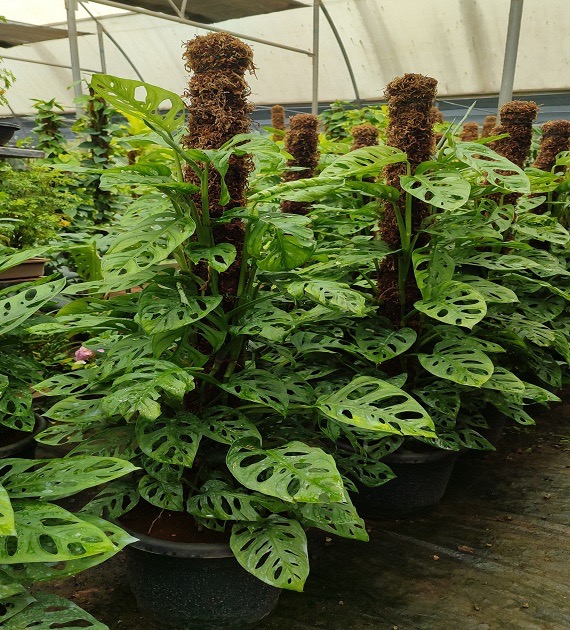 Monstera adansonii (syn. Monstera pertusa)