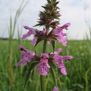 Čistec močiarny (Stachys palustris)