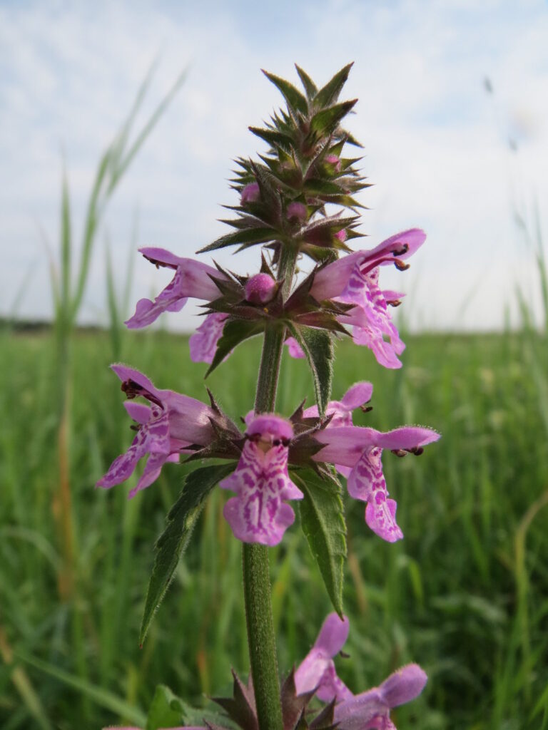 Čistec močiarny (Stachys palustris)