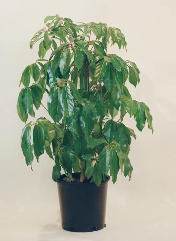 Šeflera (Schefflera actinophylla) s dlho stopkatými lesklými dlaňovitými listami v čiernom pestovateľskom kvetináči