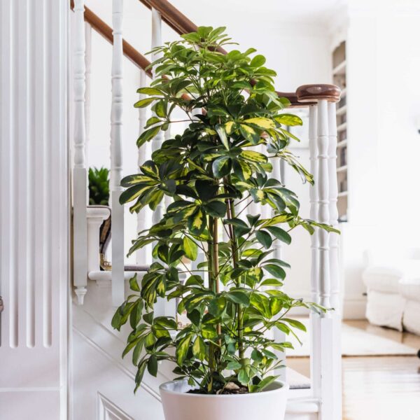 Šeflera stromovitá (Schefflera arboricola) so žltozeleno panašovanými listami v bielom kvetináči pri schodisku