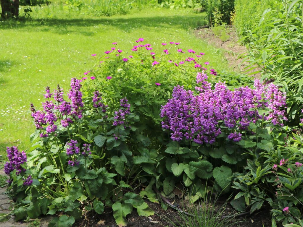 Stachys grandiflora