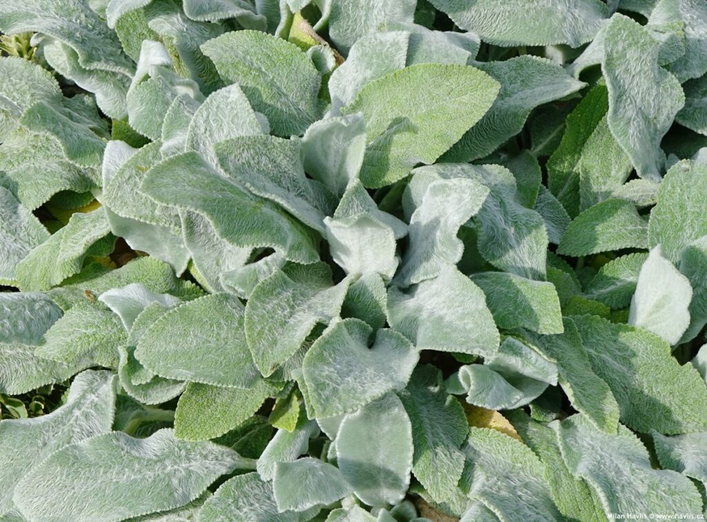 Čistec vlnatý (Stachys lanata)