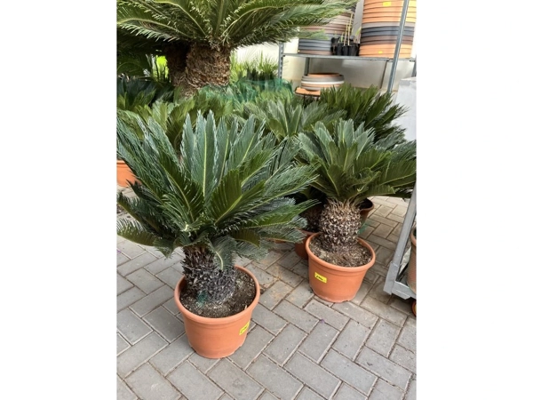 Cykas (Cycas revoluta)