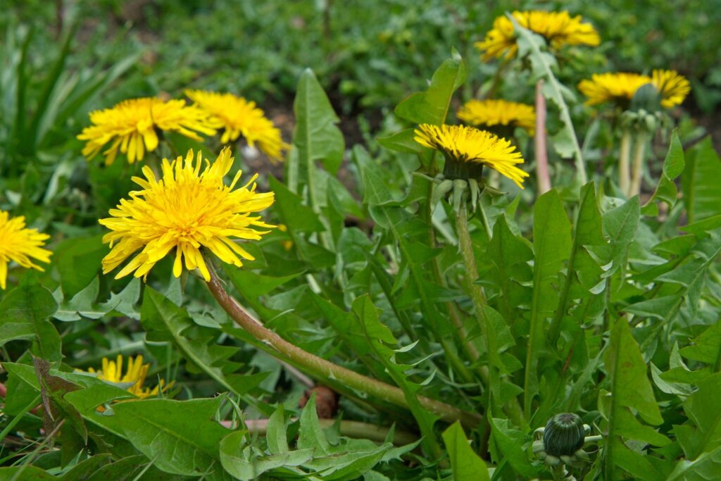 Púpava lekárska (Taraxacum officinale)