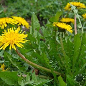 Púpava lekárska (Taraxacum officinale)