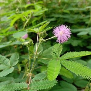 Citlivka hanblivá (Mimosa pudica)