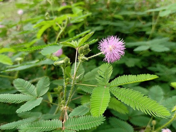 Citlivka hanblivá (Mimosa pudica)