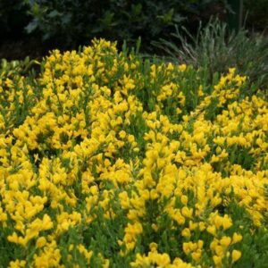 Čilimník plazivý (Cytisus decumbens)