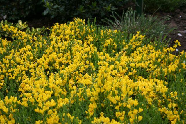 Čilimník plazivý (Cytisus decumbens)