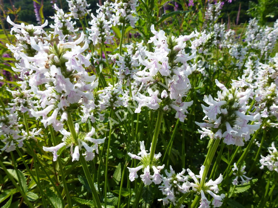 Čistec sněhobílý (Stachys nivea)