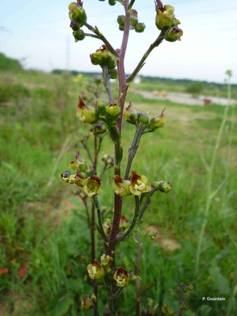 Krtičník uzlovitý – Scrophularia nodosa