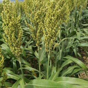 Čirok dvojfarebný (Sorghum bicolor)