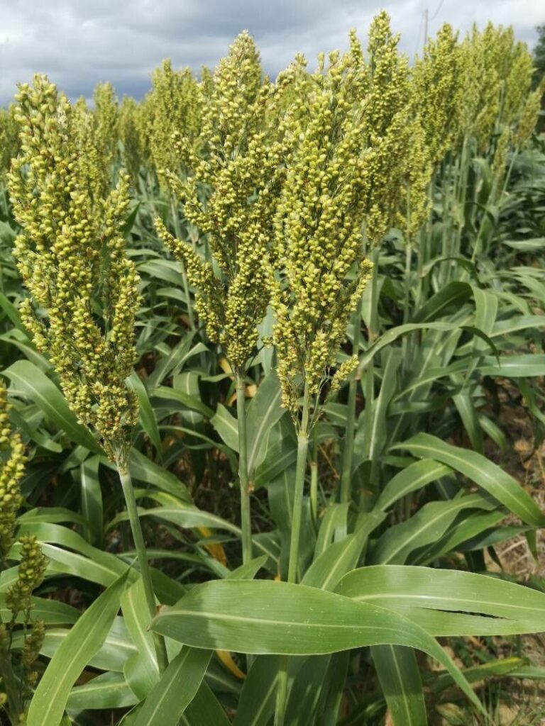 Čirok dvojfarebný (Sorghum bicolor)