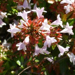 Abélia (Abelia)