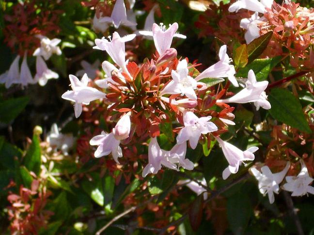 Abélia (Abelia)