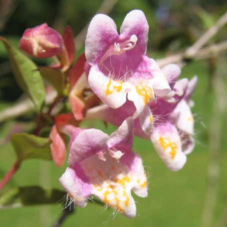Abélia Englerova (Abelia engleriana)