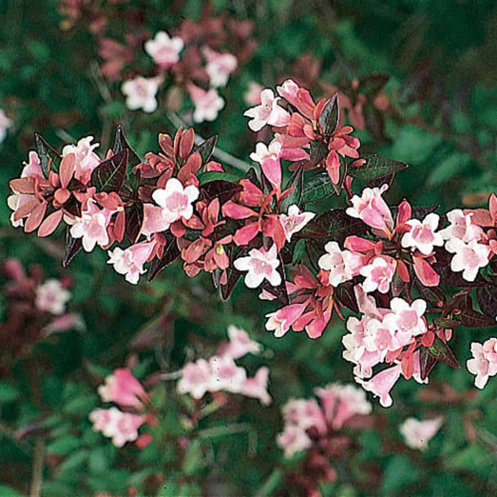 Abélia veľkokvetá (Abelia × grandiflora)