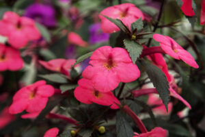 Achimenes (achimenes)