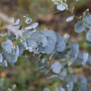Blahovičník Gunnov (Eucalyptus gunnii) s okrúhlymi modrozelenými listami