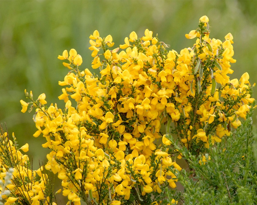 Janovec metlovitý (Cytisus scoparius)