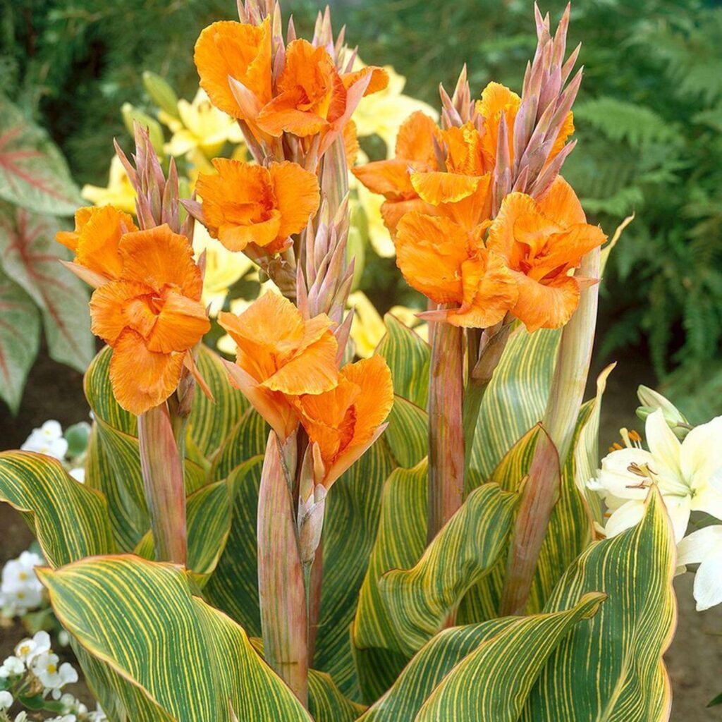 Kanovka (Canna)
