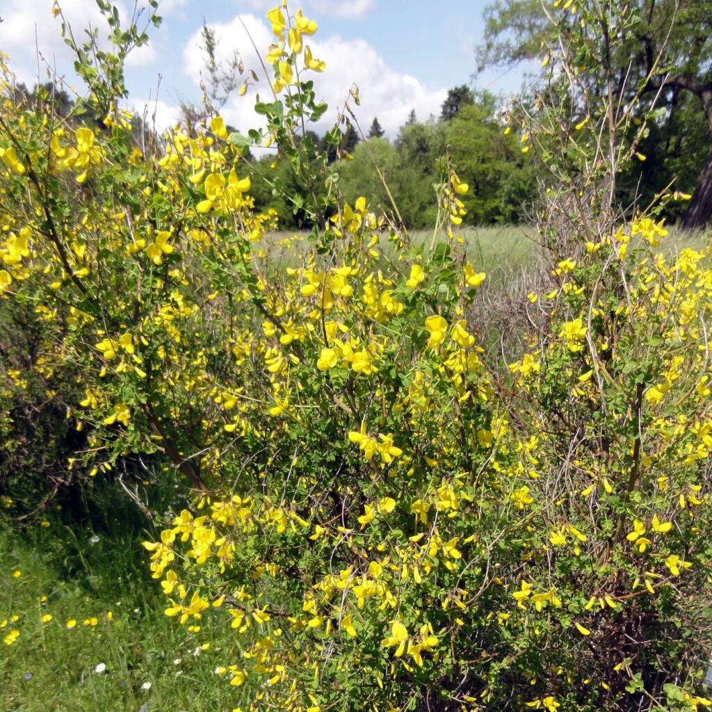 Čilimník nízky (Cytisus supinus)