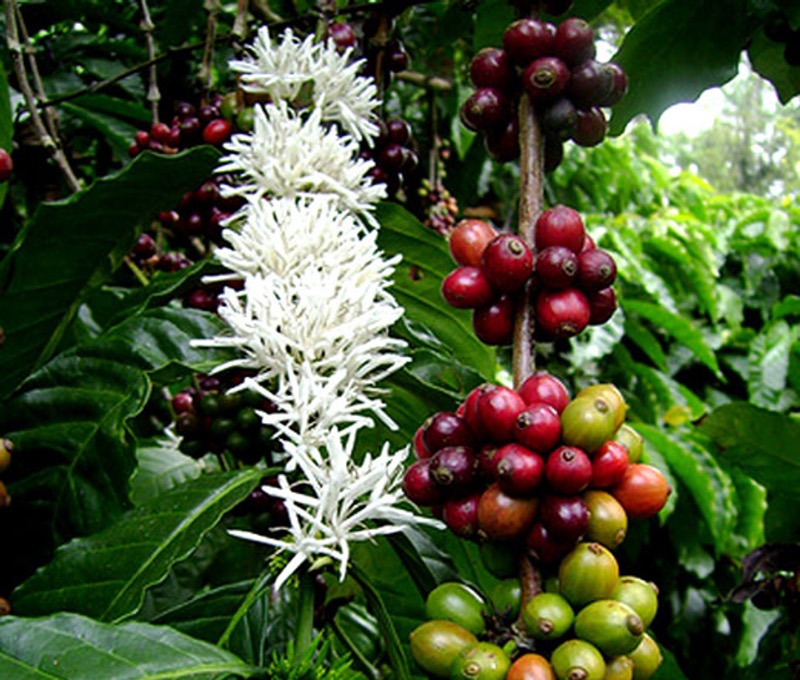 Kávovník (Coffea)
