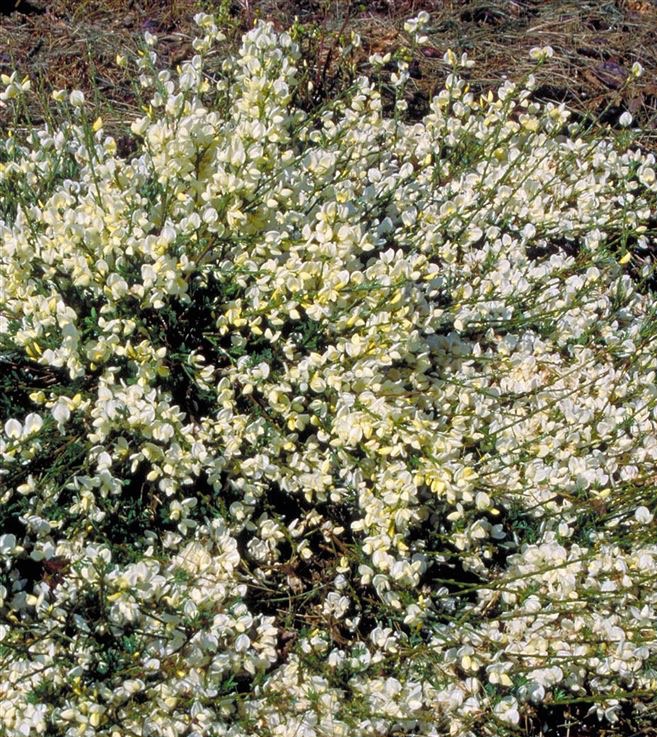 Čilimník kewský (Cytisus × kewensis)