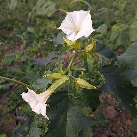 Durman bielokvetý (Datura × candida)