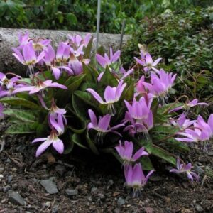 Kandík (Erythronium)