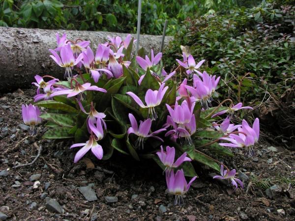 Kandík (Erythronium)