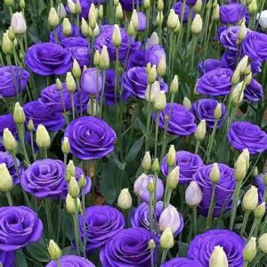 Lisianthus (Eustoma grandiflorum)