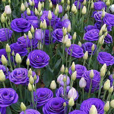 Lisianthus (Eustoma grandiflorum)