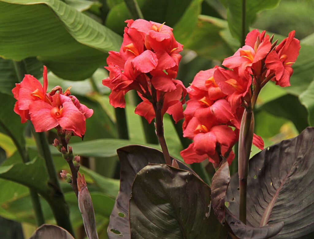 Kanovka (Canna)