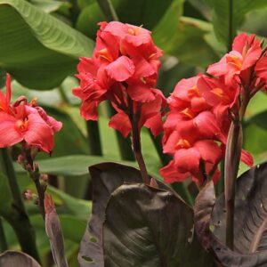 Kanovka (Canna)