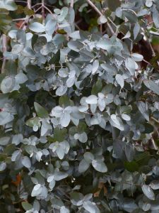 eukalyptus cz