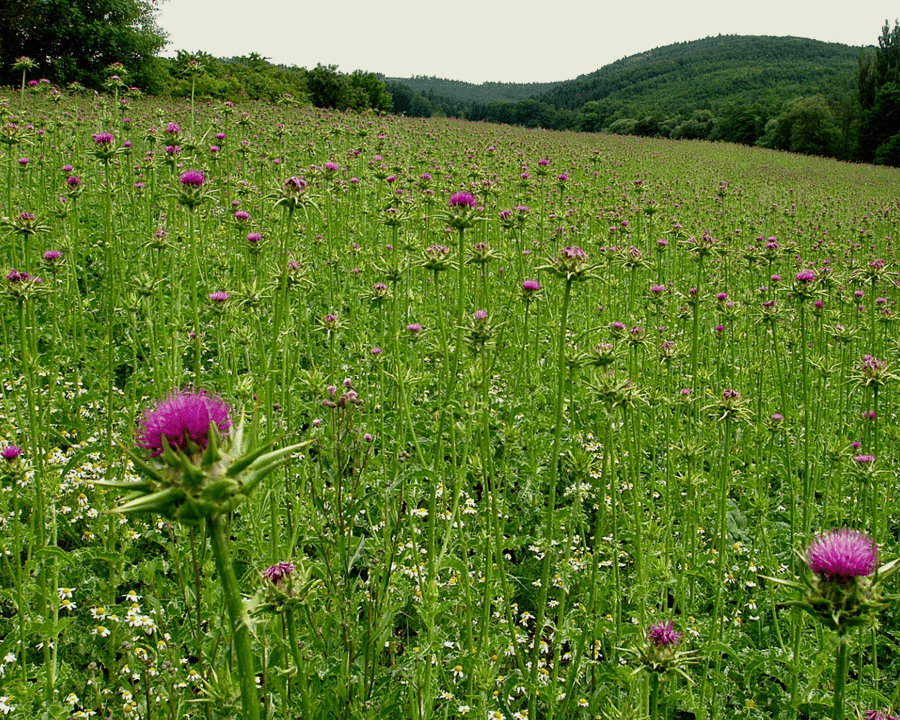 Pestrec mariánsky (Silybum marianum)