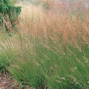 Molinia caerulea Moorhexe