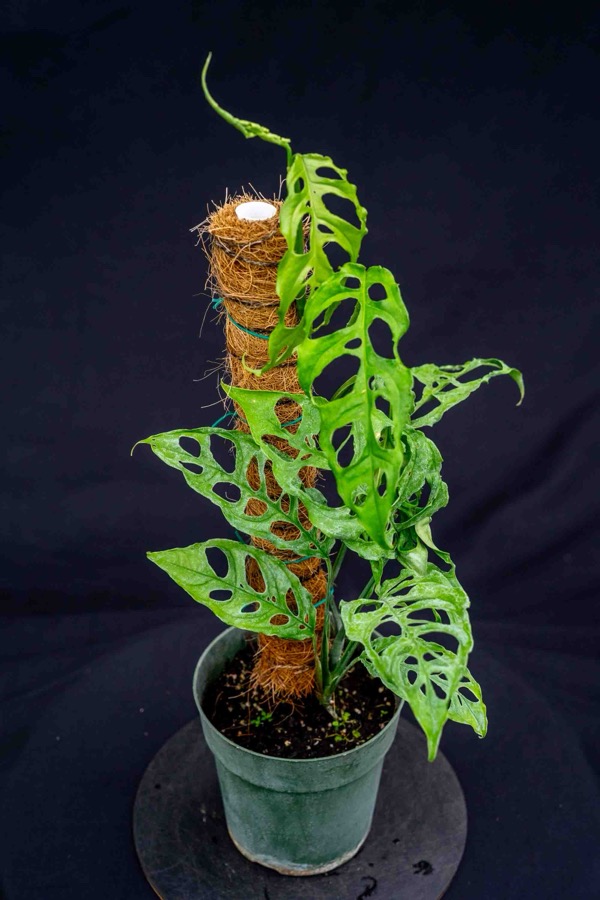 Monstera obliqua