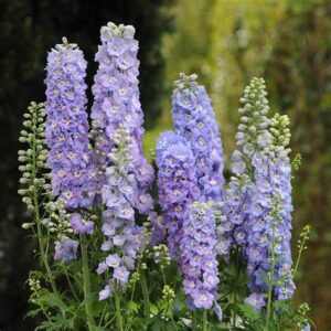 Ostrožka (Delphinium)