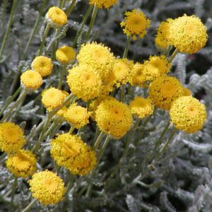 Santolina chamaecyparissus