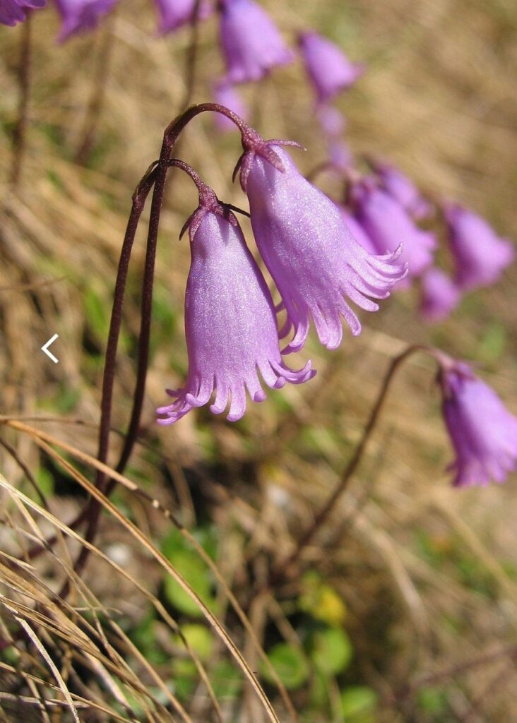 Soldanelka (Soldanella)