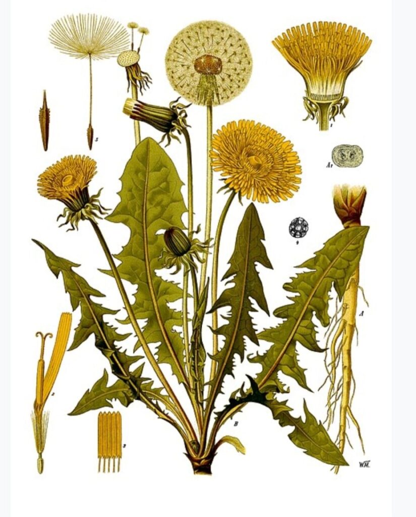 Púpava lekárska (Taraxacum officinale)