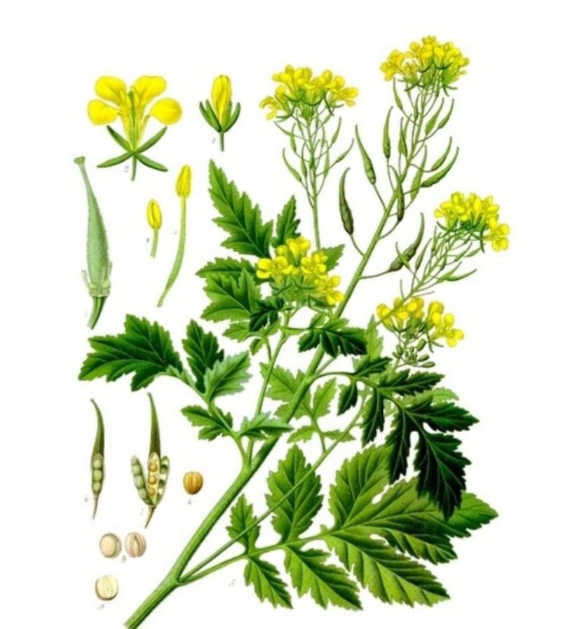 Horčica biela (Sinapis alba)