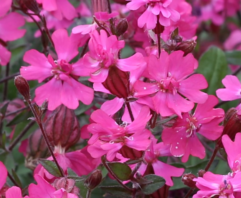Silene pendula