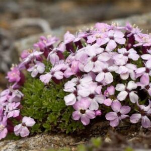 Klinček bezbyľový (Silene acaulis)