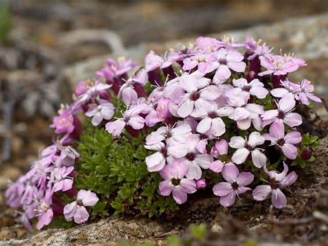 Klinček bezbyľový (Silene acaulis)