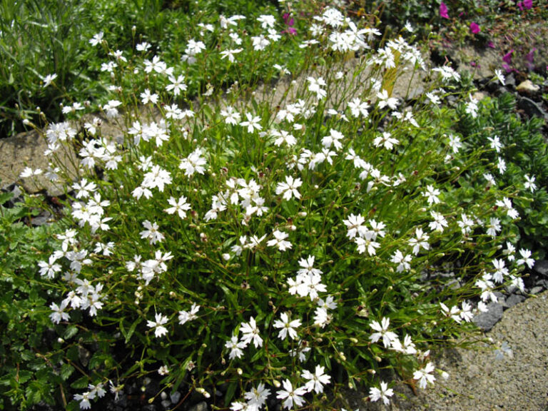 Klinček alpínsky (Silene alpestris)