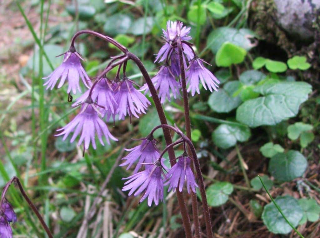 Soldanelka karpatská (Soldanella carpatica)